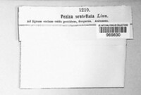 Scutellinia scutellata image